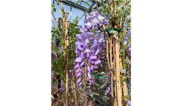 Gartenpflanzen Daepp