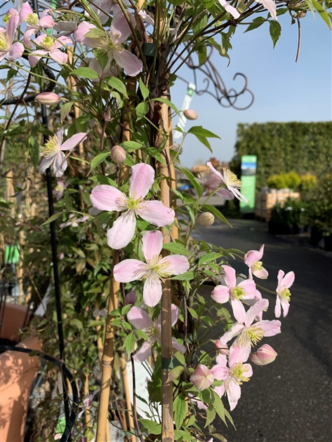Clematis montana var. rubens, Waldrebe, Clematis - Gartenpflanzen Daepp