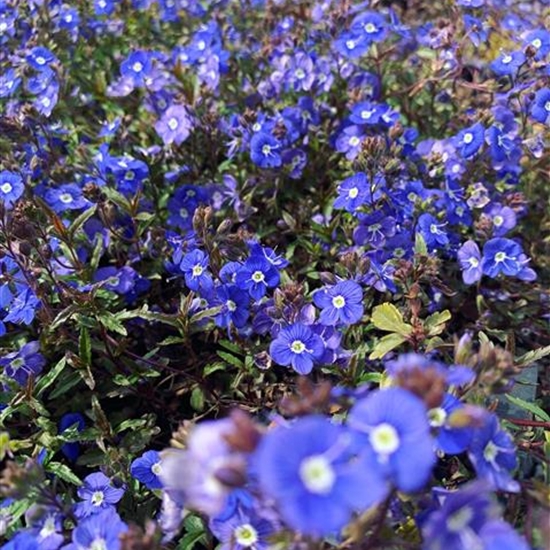Veronica umbrosa 'Georgia Blue' Veronica umbrosa 'Georgia Blue'