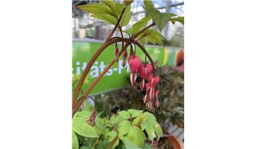 Gartenpflanzen Daepp