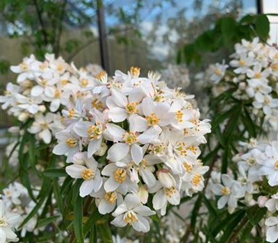 Choisya 'Aztec Pearl'