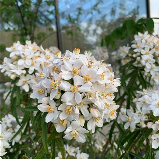 Choisya 'Aztec Pearl' Choisya 'Aztec Pearl'