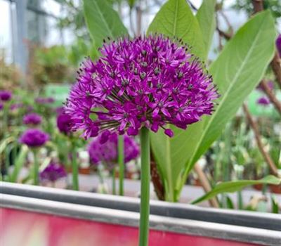 Allium aflatunense 'Purple Sensation'