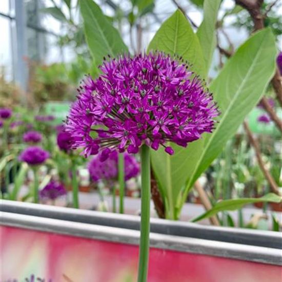 Allium aflatunense 'Purple Sensation' Allium aflatunense 'Purple Sensation'