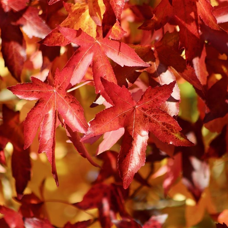 Liquidambar styraciflua