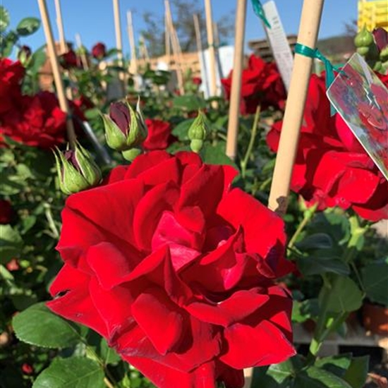 Rosa (Kletterrose) 'Santana' Rosa (Kletterrose) 'Santana'