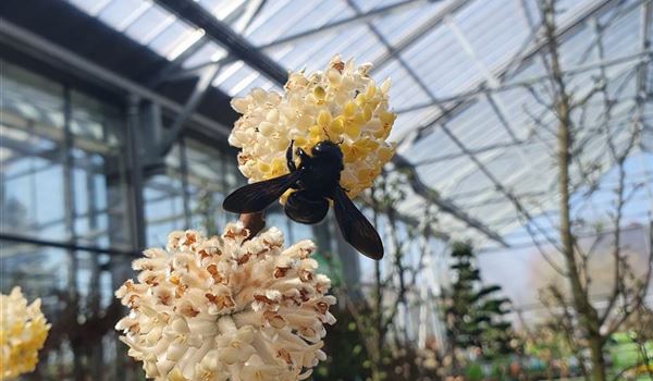 Edgeworthia chrysantha Holzbiene
