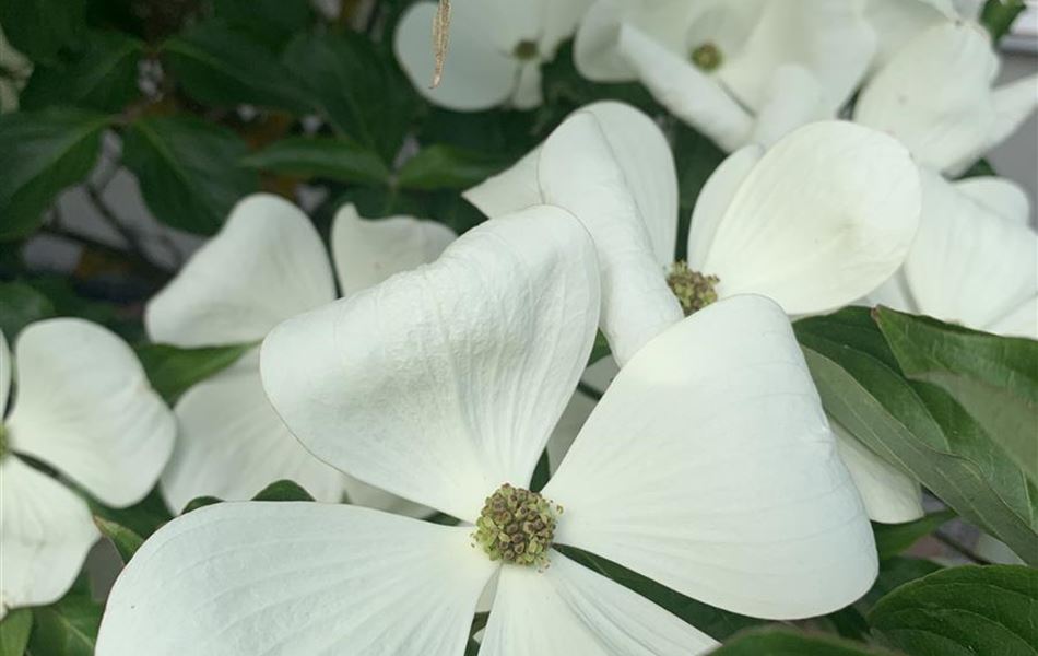 Cornus kousa 'Venus' Cornus kousa 'Venus'