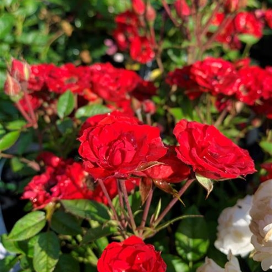 Rosa (Miniaturrose) 'Scarletta' Rosa (Miniaturrose) 'Scarletta'