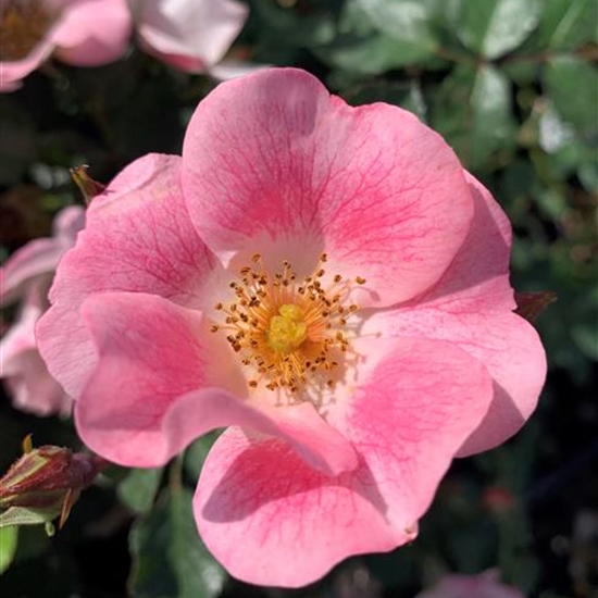 Rosa (Bodendeckerrose) 'Candy Rose' Rosa (Bodendeckerrose) 'Candy Rose'