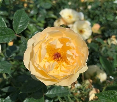 Rosa (Bodendeckerrose) 'Sonnenschirm'