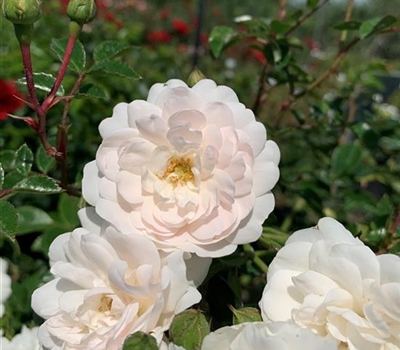 Rosa (Bodendeckerrose) 'Swany'