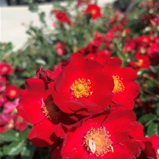 Rosa (Bodendeckerrose) 'Alcantara' Rosa (Bodendeckerrose) 'Alcantara'