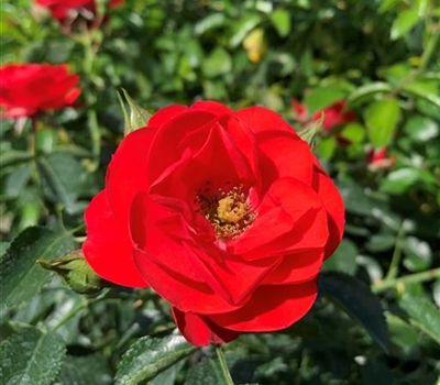 Rosa (Bodendeckerrose) 'Sorrento'