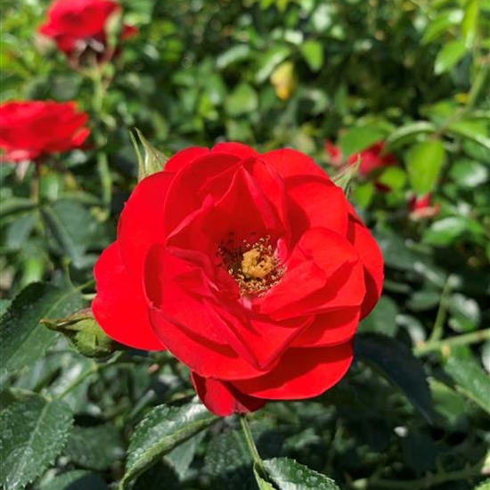 Rosa (Bodendeckerrose) 'Sorrento' Rosa (Bodendeckerrose) 'Sorrento'