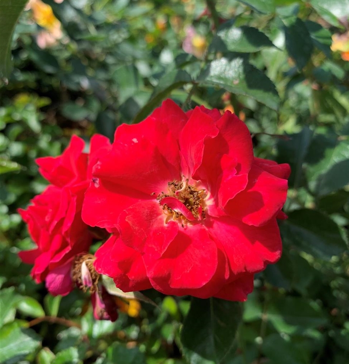 Bodendeckerrose