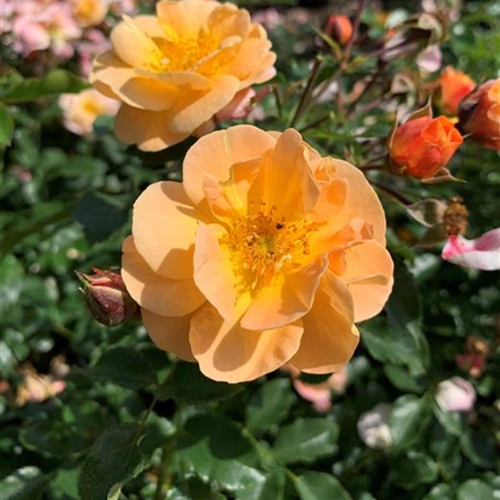 Rosa (Bodendeckerrose) 'Sedana' Rosa (Bodendeckerrose) 'Sedana'