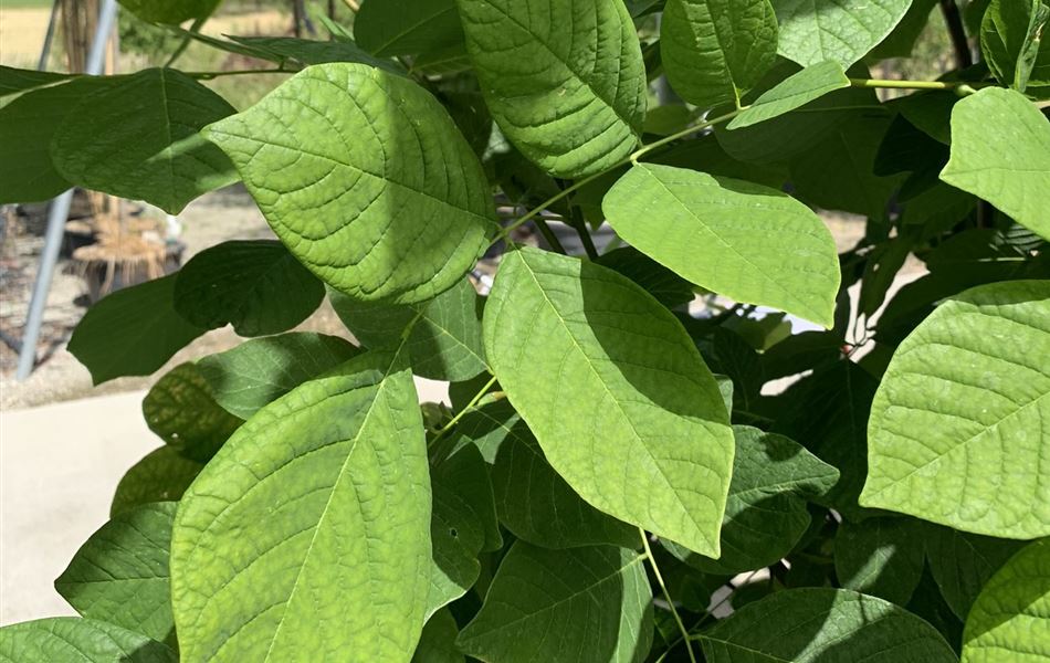 Cladrastis kentukea Cladrastis kentukea