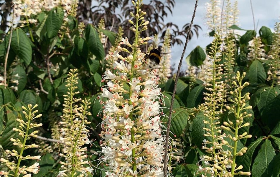 Aesculus parviflora Aesculus parviflora