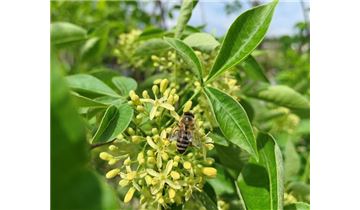 Gartenpflanzen Daepp