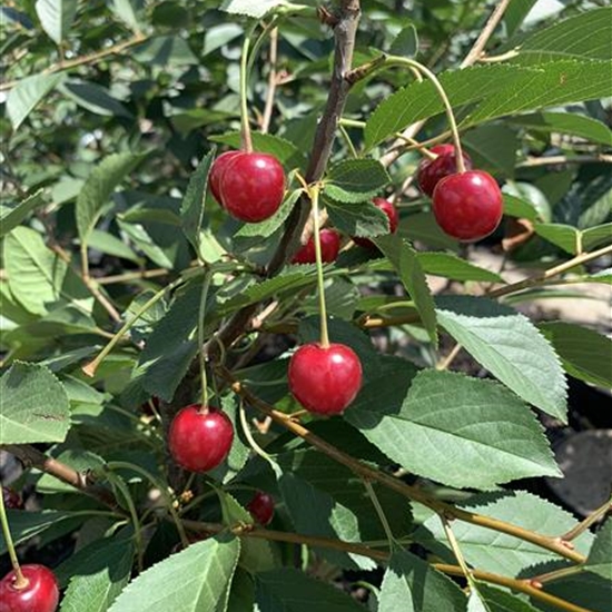 Prunus cerasus 'Englische Morelle' Prunus cerasus 'Englische Morelle'