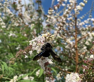 Vitex agnus-castus 'Silver Spire'