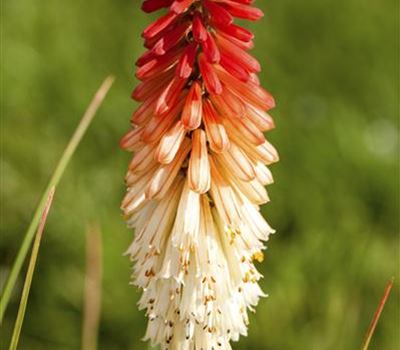 Kniphofia 'Papaya Popsicle'
