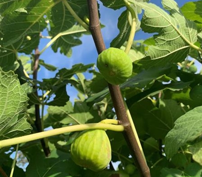 Ficus carica 'Daepp's Grüne Süsse'