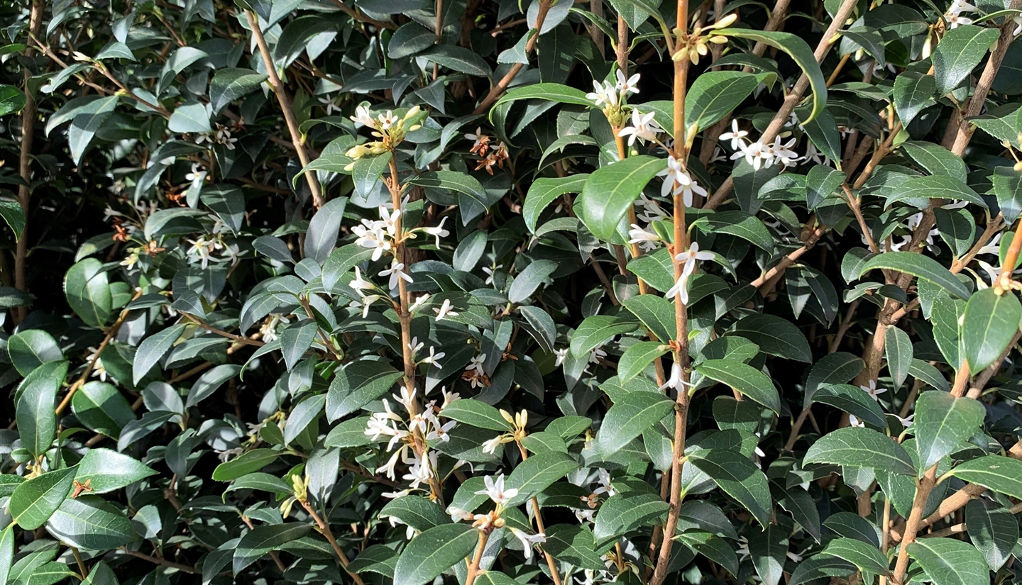 Osmanthus - die immergrne Duftblte - Gartenpflanzen Daepp