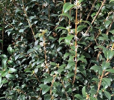 Osmanthus burkwoodii (x)