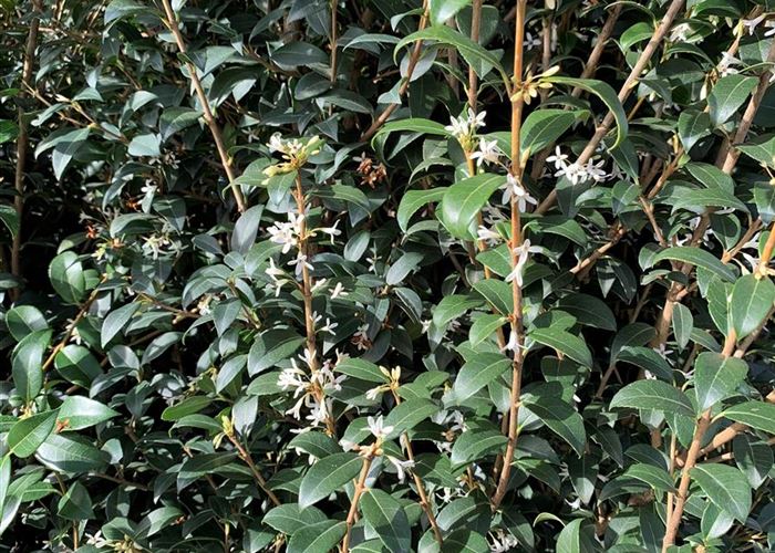 Osmanthus burkwoodii (x)