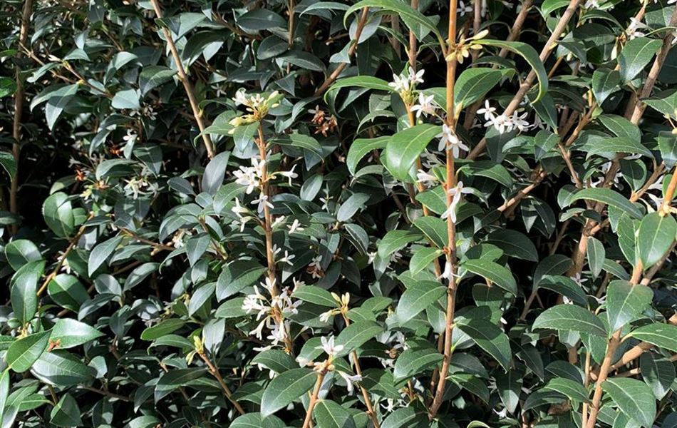 Osmanthus burkwoodii (x) Osmanthus burkwoodii (x)