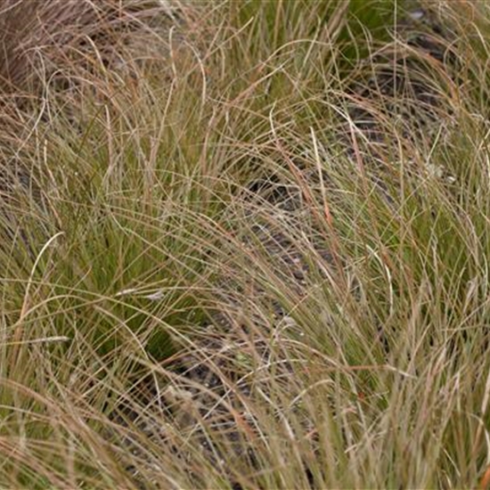 Carex testacea 'Prairie Fire' Carex testacea 'Prairie Fire'