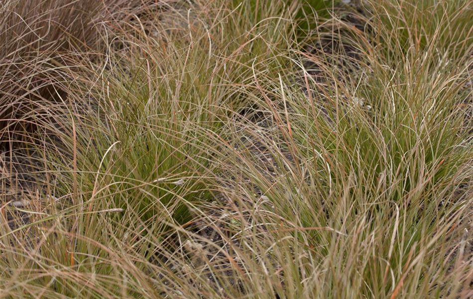Carex testacea