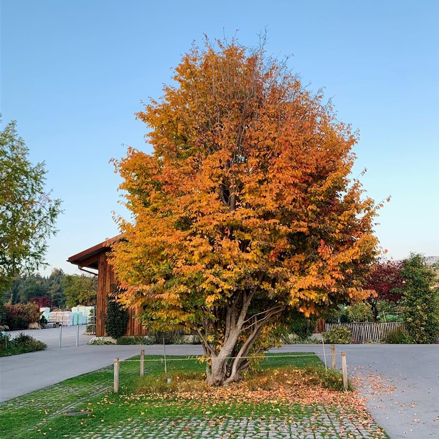 Parrotia persica