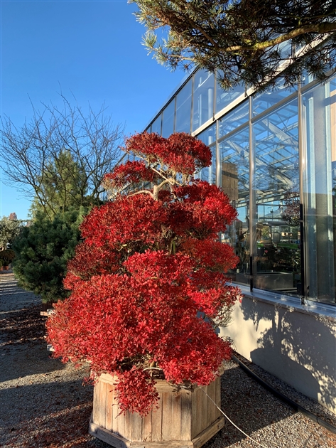 Enkianthus perulatus Gartenbonsai Nr. 4, Frhblhende Prachtglocke -  Gartenpflanzen Daepp