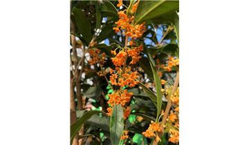 Gartenpflanzen Daepp Gartenpflanzen Daepp