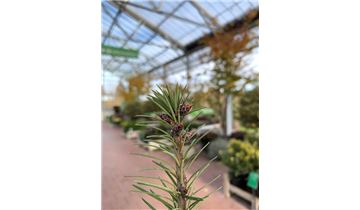 Gartenpflanzen Daepp
