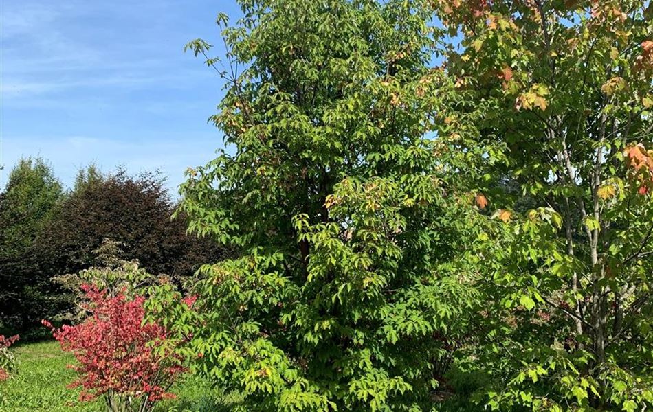 Acer griseum Nr. 186