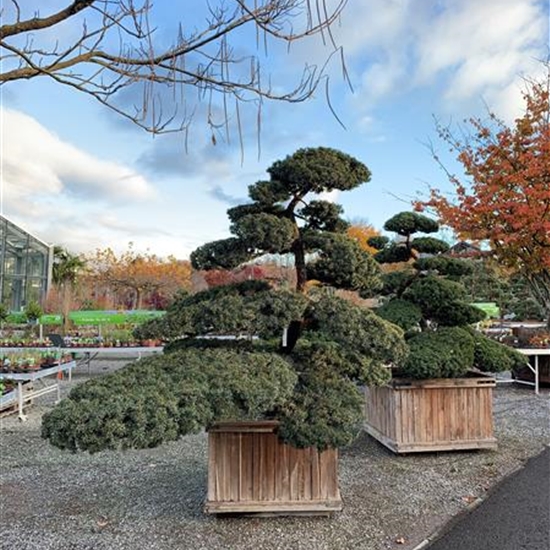 Taxus cuspidata Nr. 195 Taxus cuspidata Nr. 195