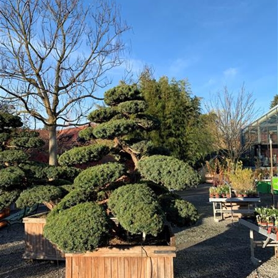 Taxus cuspidata Nr. 64 Taxus cuspidata Nr. 64