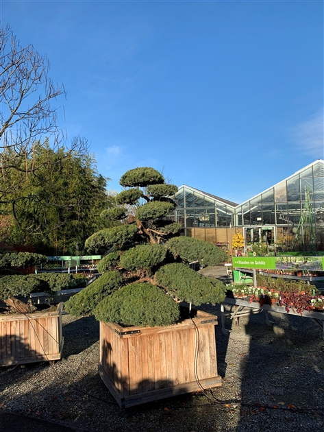 Taxus cuspidata Nr. 64, Japanische Eibe - Gartenpflanzen Daepp