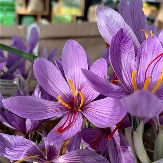 Crocus sativus Crocus sativus
