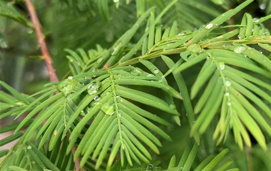 Metasequoia glyptostroboides