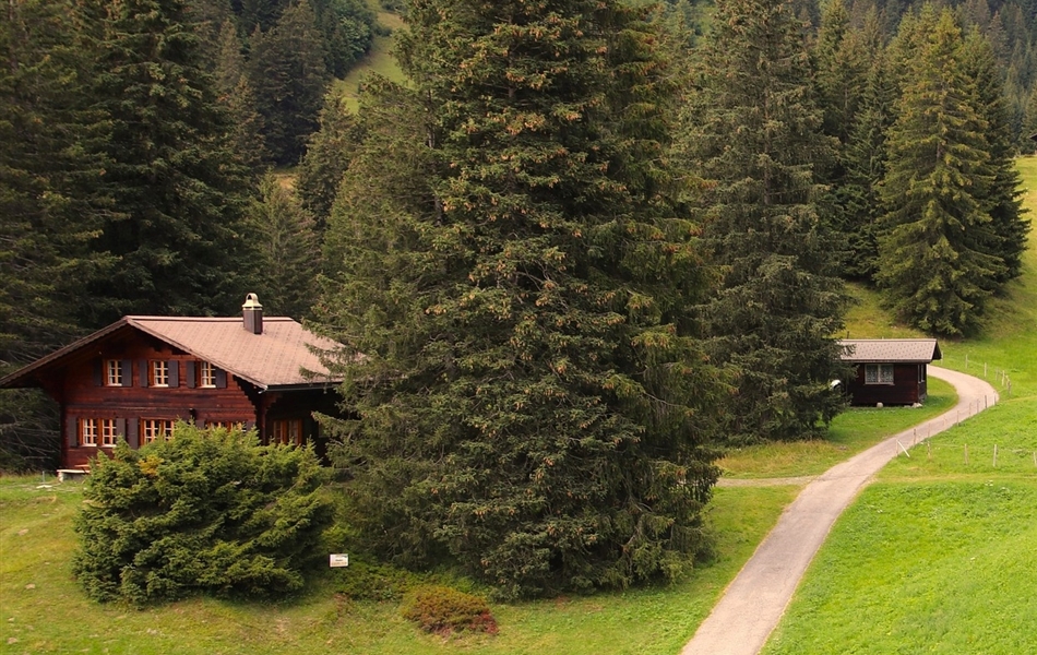 Picea abies Picea abies