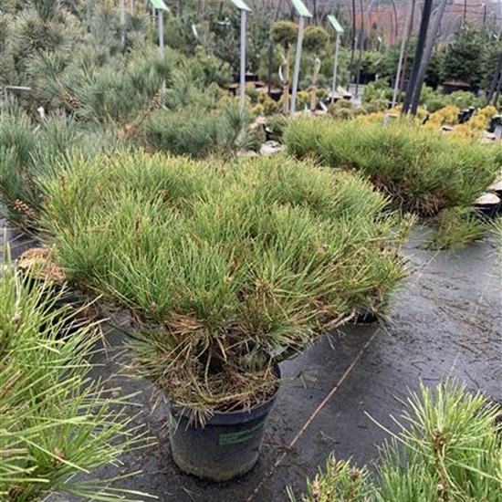 Pinus densiflora 'Alice Verkade'