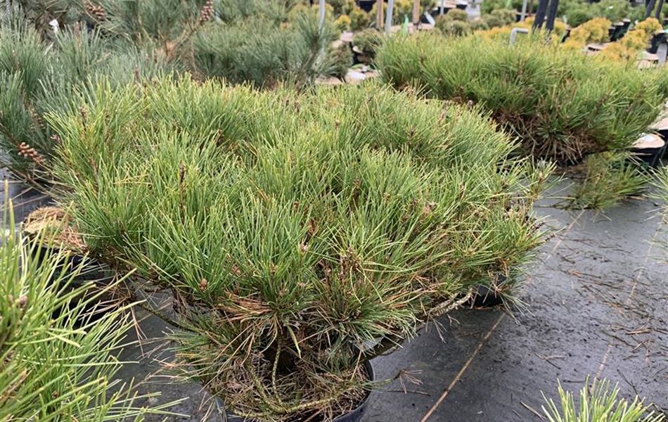 Pinus densiflora 'Alice Verkade' Pinus densiflora 'Alice Verkade'