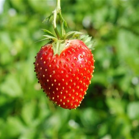 Fragaria ananassa (x) 'Wädenswil 6' Fragaria ananassa (x) 'Wädenswil 6'