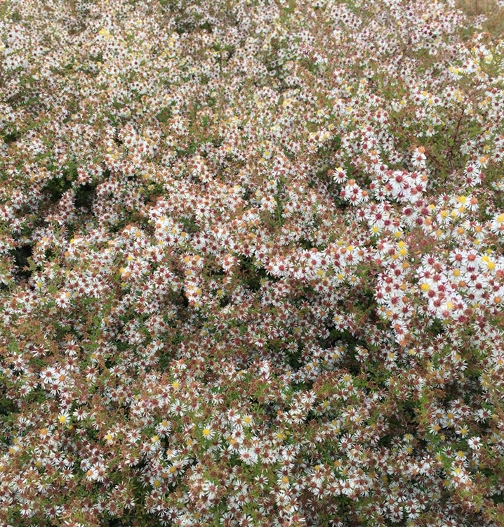 Myrtenaster