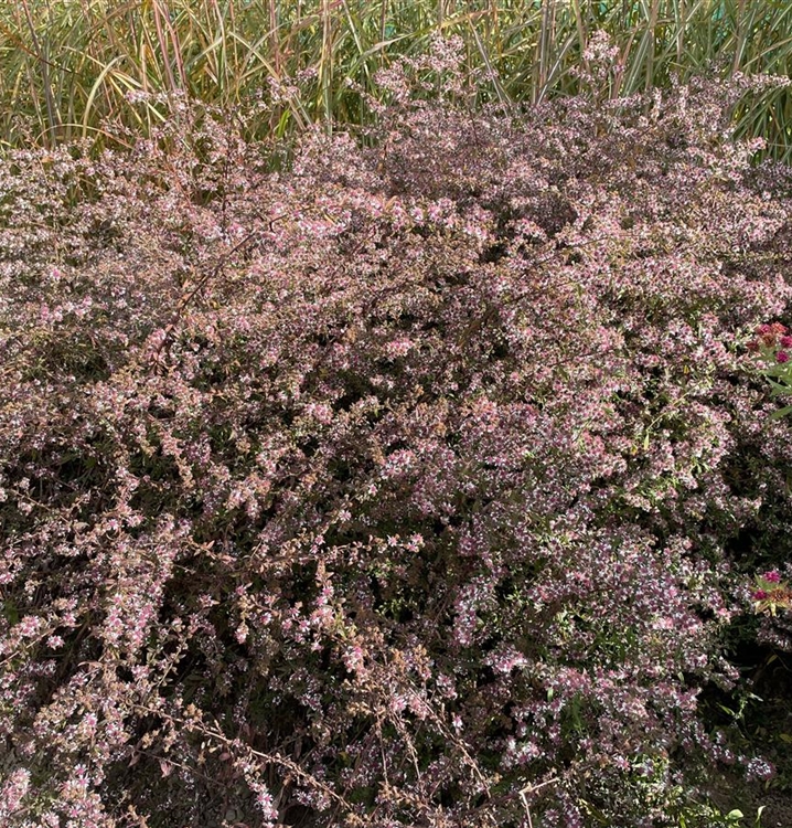 Waagerechte Herbst-Aster